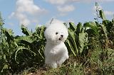 BICHON FRISE 069